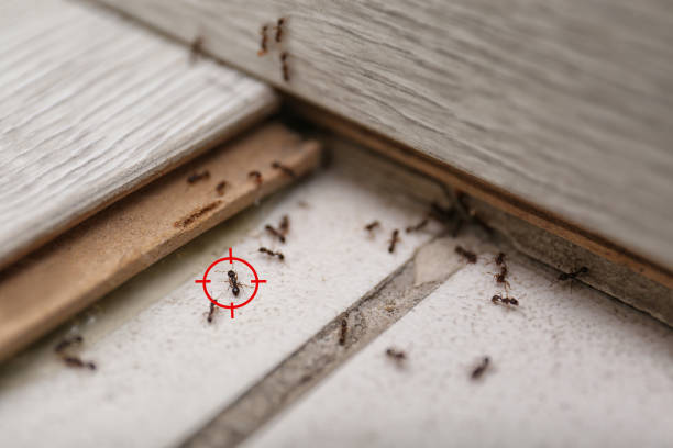 Best Flea Control Services  in Samsula Spruce Creek, FL
