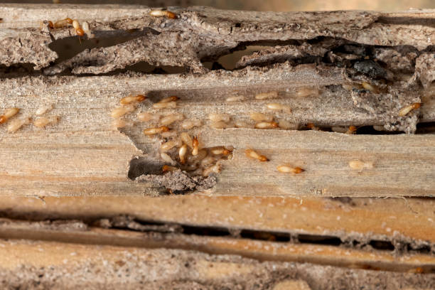 Wasp Removal Services in Samsula Spruce Creek, FL
